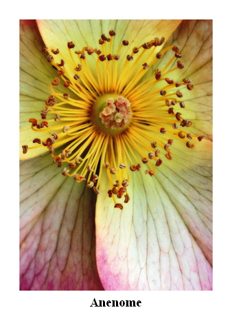 Anenome