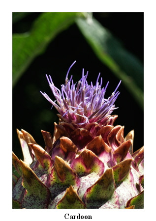 Cardoon