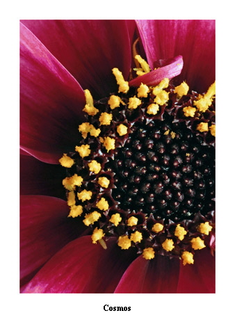Cosmos