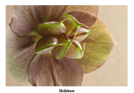 Hellebore