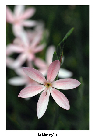 Schizostylis