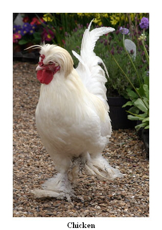 Chicken