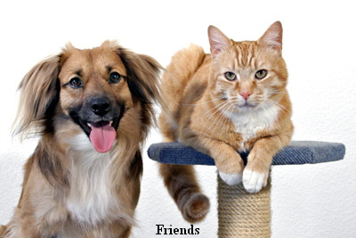 Friends