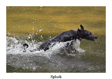 Splash