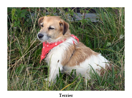 Terrier